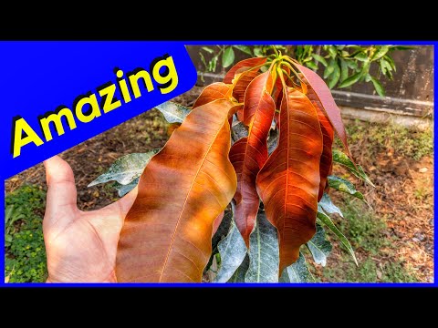 Mango vs Avocado - Which is Easier to Grow (Zone 9b)