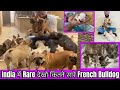 India में Rare French Bulldog  Exotic Colour देखो कितने सारे