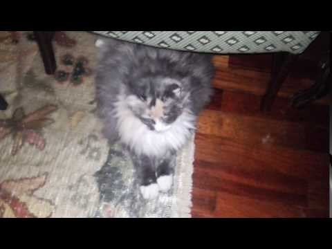 Iza the Norwegian Forest Cat stretches her legs