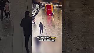 Lost Dog&#39;s Emotional Reunion with Owner Caught on Camera! (watch till the end) #shorts