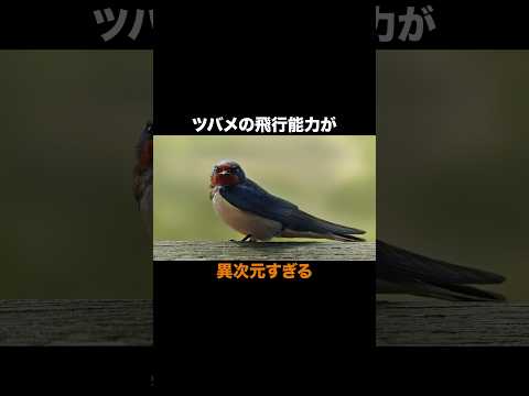 飛行(動物)について詳しく解説