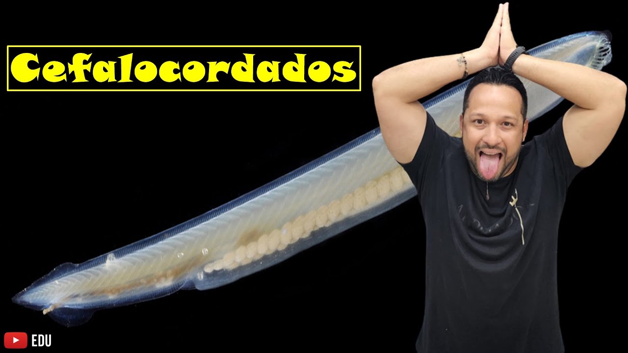 Cefalocordados - Subfilo Cephalochordata - Características gerais - Zoologia