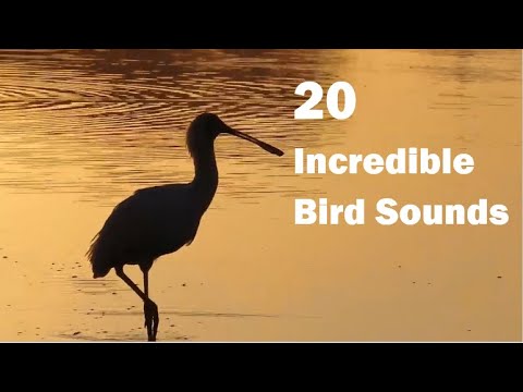 20 Incredible Bird Sounds from Kruger National Park, South Africa 🐦🎶