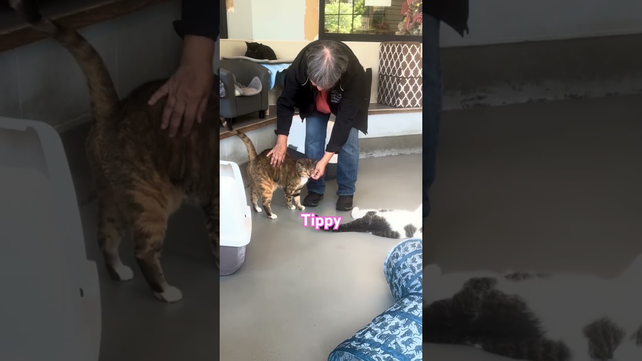 Enlarge Tippy, a Adoptable American Shorthair in Yonkers, NY video 6/6