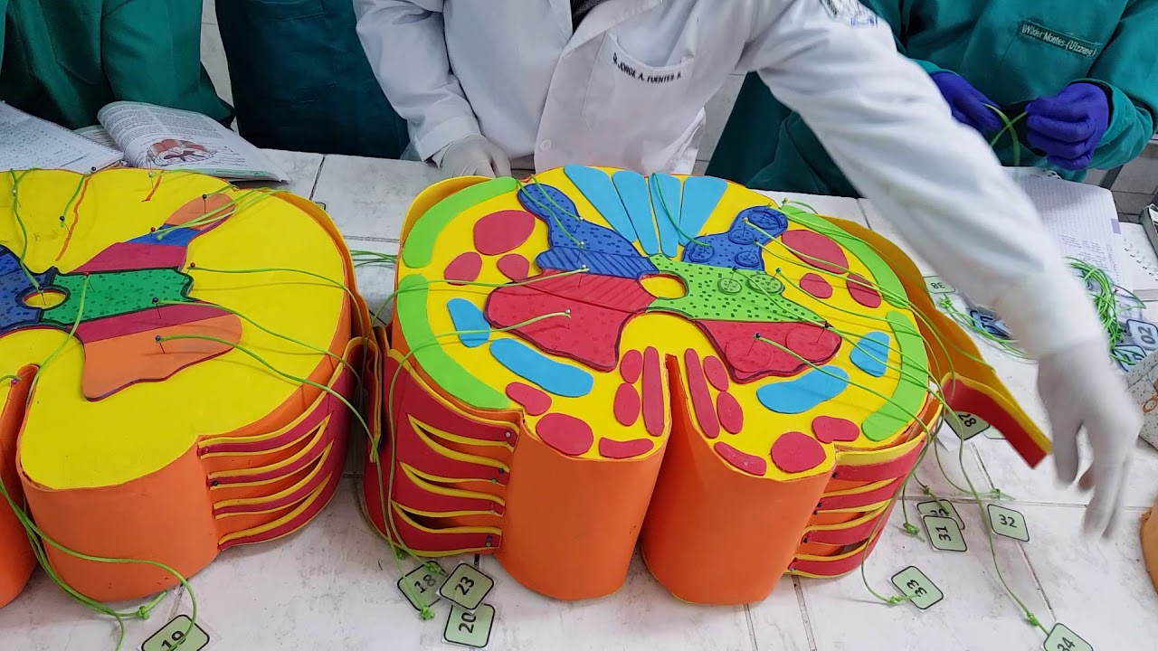 ANATOMÍA MÉDULA ESPINAL, CONFIGURACIÓN INTERNA