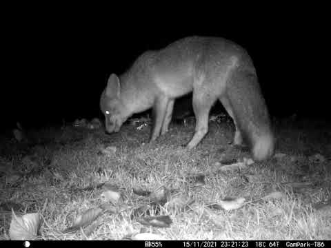 Close up Wild  Red Fox eats sunflower hearts  in Cambridge UK Garden 15Nov21 1121pm Trail Camera