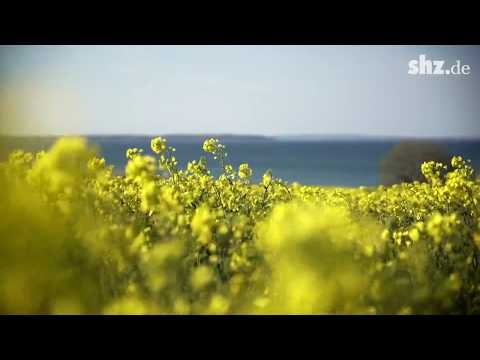 Rapsblüte in Schleswig-Holstein