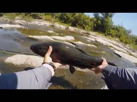 Top Water WolfFish