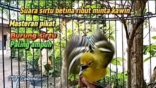 Download lagu suara Sirtu betina ribut minta kawin 100% ampuh buat pikat#sirtugacor@srfchannel3881 mp3