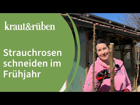Rosen schneiden| Strauchrosen schneiden im Frühjahr