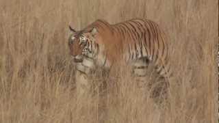 preview picture of video 'Tigress Spotted in Bijrani, Jim Corbett National Park, 18th May-2012'