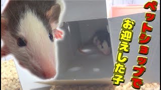 ファンシーラットをペットショップでお迎えしました！生後３週間の小さい子♪(ゆっくり実況音声あり)