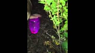 Fairies really exist!!