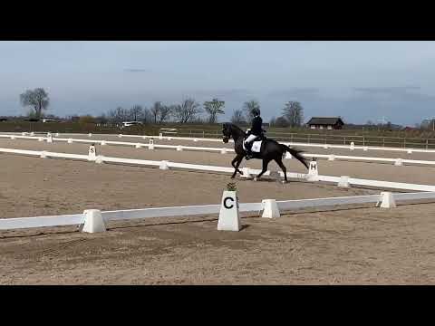 FEI pony for sale