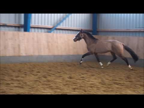 3j Hengst, 1,46m z.Zt.