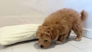 ハーフ犬の動画01