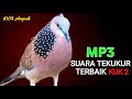 Suara Burung Derkuku Gacor Sangat Ampuh Untuk Pancingan Dan Pikat Tekukur Liar
