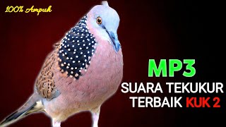 Download lagu Suara Burung Derkuku Gacor Sangat Ampuh Untuk Pancingan Dan Pikat Tekukur Liar mp3 Download lagu Suara Burung Derkuku Gacor Sangat Ampuh Untuk Pancingan Dan Pikat Tekukur Liar mp3