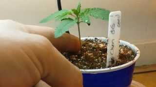 How to Grow Part 2 Seedling stage