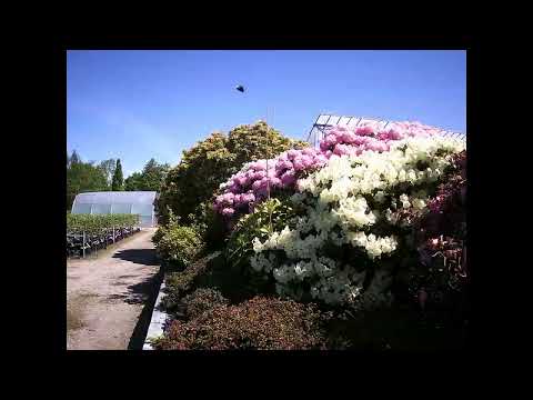 Sneak peek timelapse