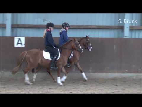 Mini Welsh B zum Verkauf