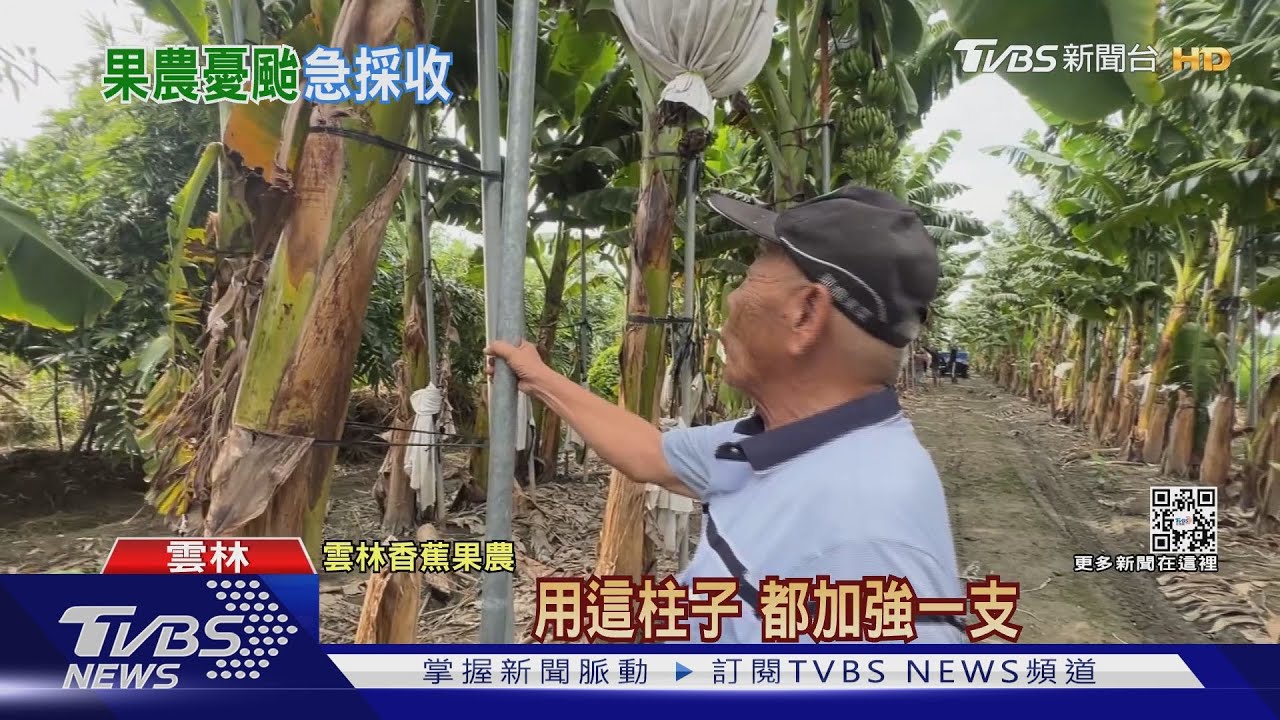 「架柱」護果! 雲林香蕉、木瓜果農防颱好忙