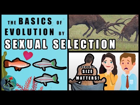 Sexual Selection - The Basics | Emphasis on Fishes | Koaw Nature