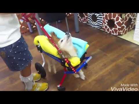 シェルティのちゃちゃちゃん　犬用車椅子