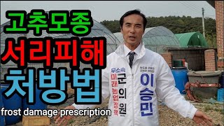 고추모종에 서리피해 처방법 frost damage prescription