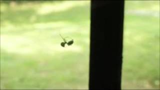 Clap Your Hands Say Yeah - The Witness's Dull Surprise