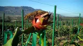 2015 Hansen Pitahaya Research Tour
