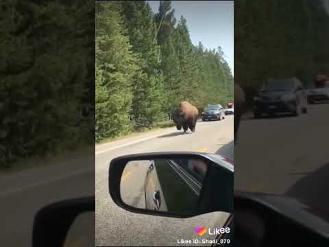 Bivolu și BMW BMW e mort