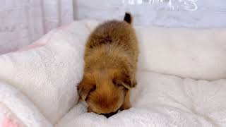 ハーフ犬の動画01