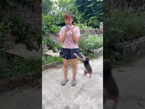 The thirsty baby monkey saw its mother drinking milk and jumped up to ask for some. #monkey