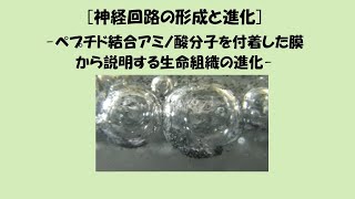 神経回路の形成と進化