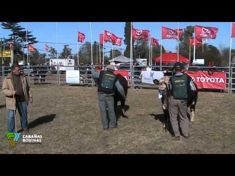 Cabañasbovinas.com - La Nación Ganadera 2013 - Guillermo Casano