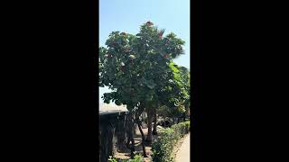 Quick shopping stop, magnet FTW😎#cruise #cruisenorwegian #cartagena #columbia