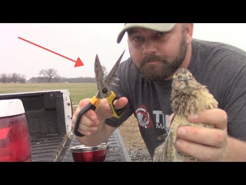 , title : 'Homesteading Tip: How To Clean A Quail Fast And Easy.  Cooking Quail In Cast Iron!'