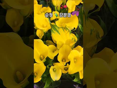 #순정#강문경#신작뮤비