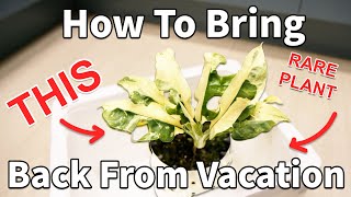 How To Bring Plants Back From Vacation
