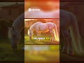 Blind Horse's Incredible Story Luna's Rise from Darkness!