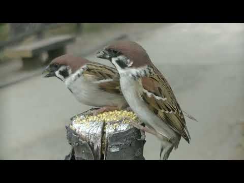 餌を貰いに来るすずめ達  20220208pm 4（お立ち台）