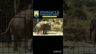 Pinnacle International School Video