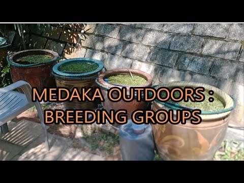 medaka rice fish outdoors : breeding groups