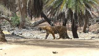 preview picture of video 'Male cub of T-19 fight with bear in Ranthambore (April 2018)'