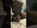 Cute Gray Cat Chewing Eye Glasses Shorts