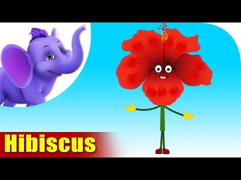 Hibiscus | Flower Song | 4K | Appu Series