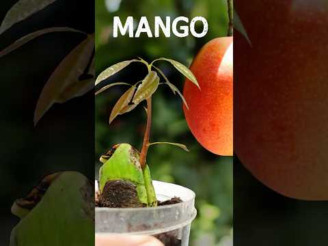 🥭How to grow Mango from Seed