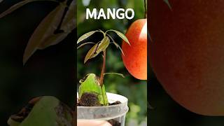 - 🥭How to grow Mango from Seed
