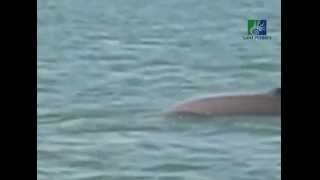 preview picture of video 'Irrawaddy Dolphin Sightseeing at Satpada Chilika Lake Odisha'